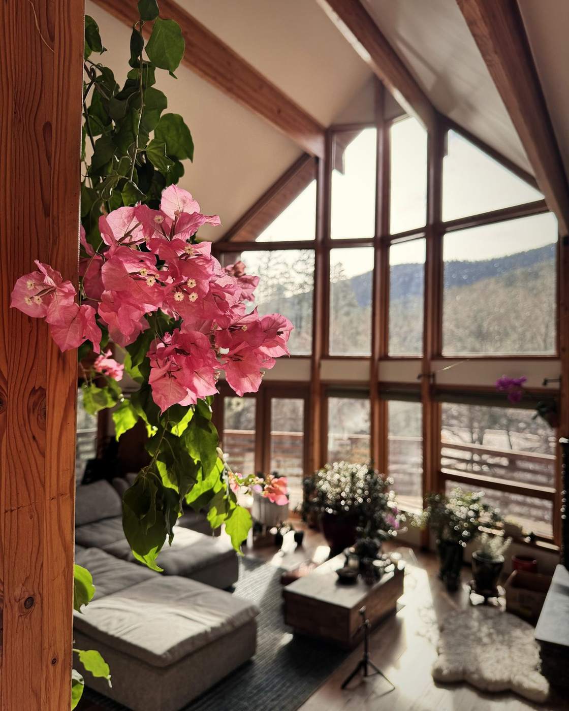 The window wall framed by bougainvillea